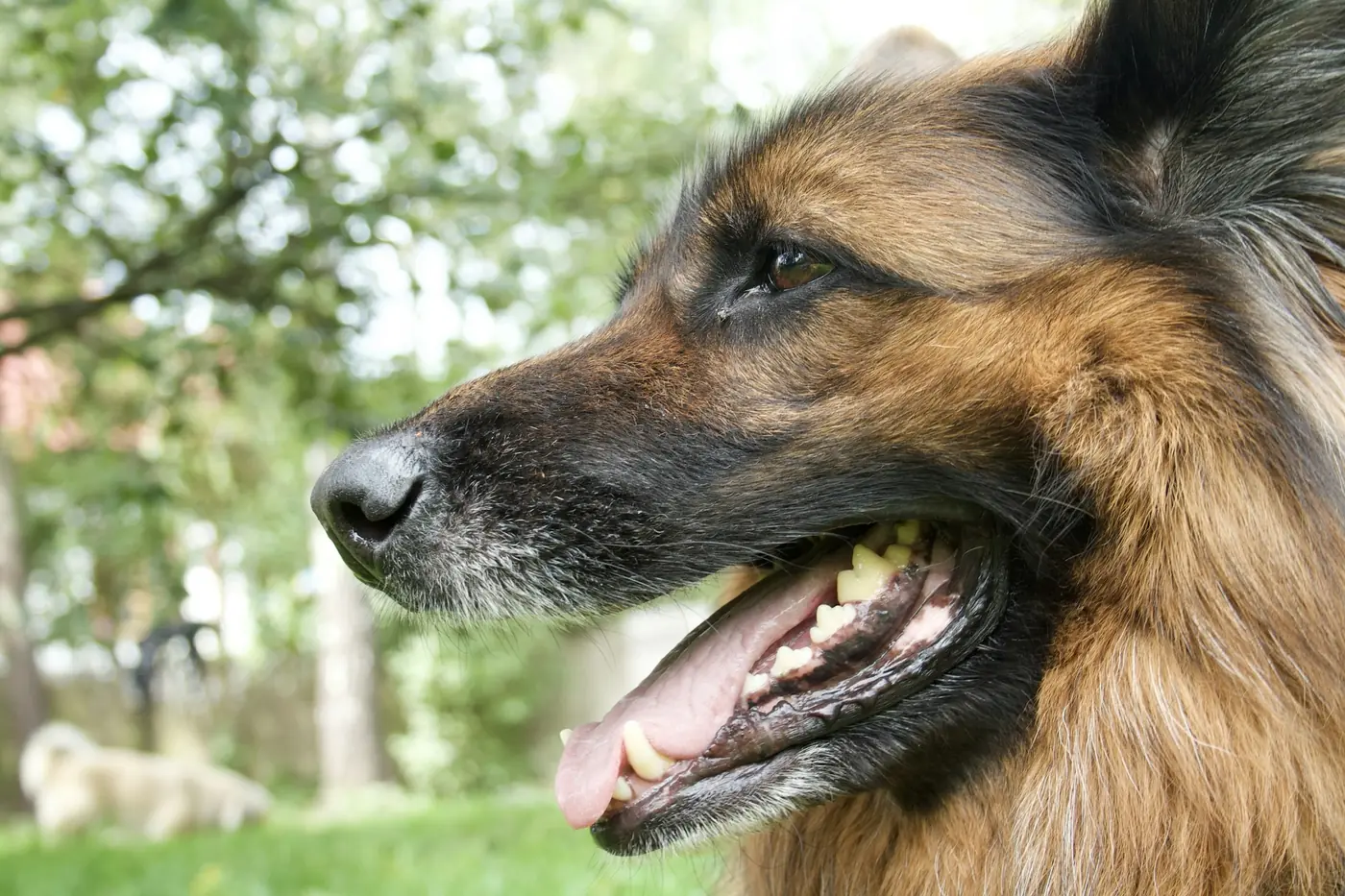 Perro pastor alemán mostrando sus dientes