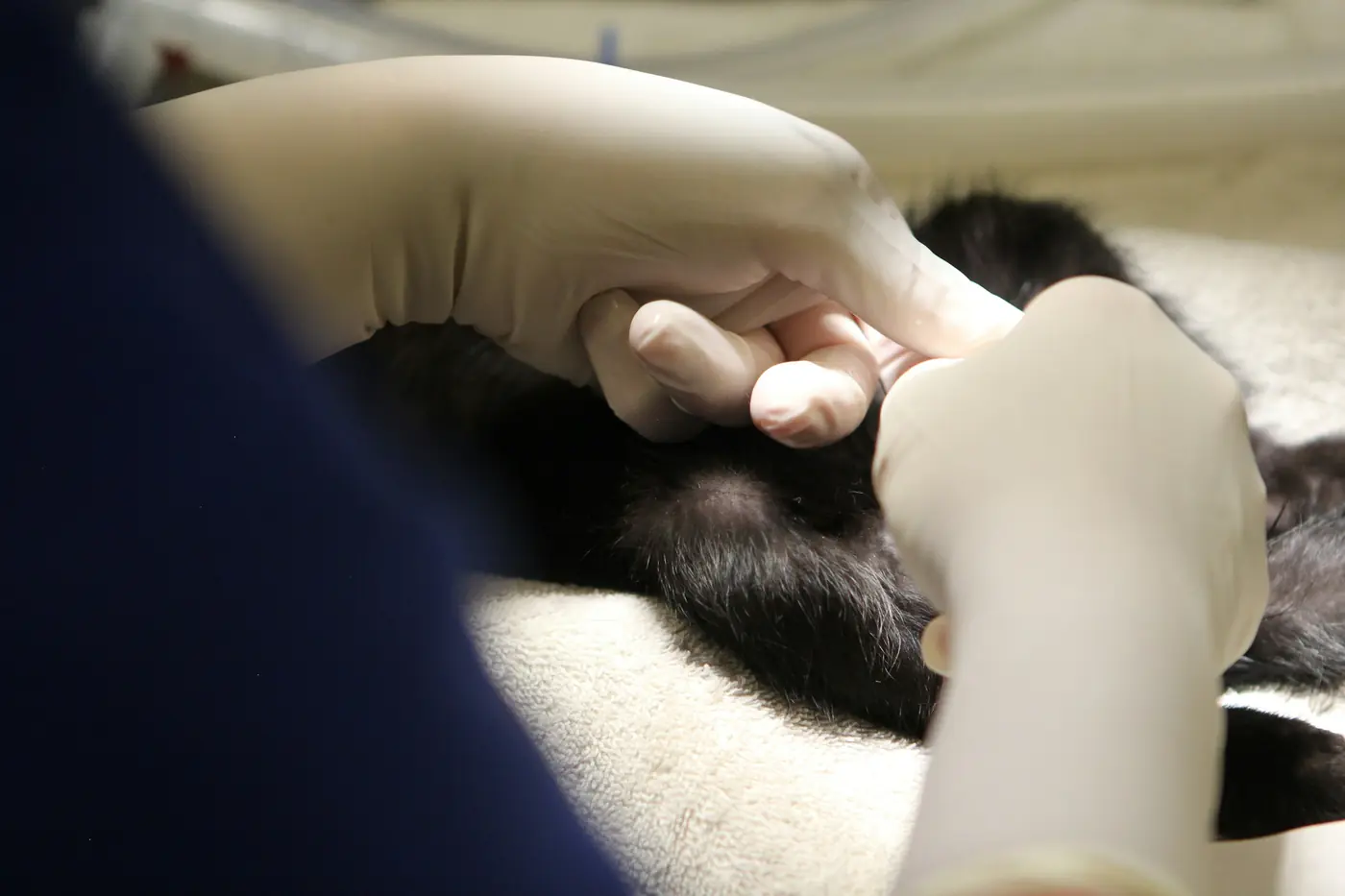 Ecografía veterinaria a un gato