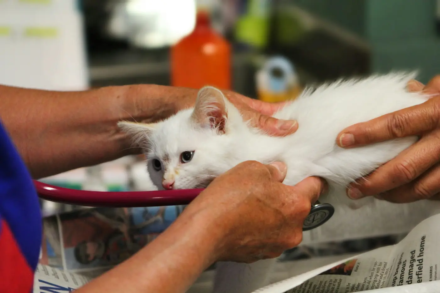 Gatito evaluado con estetoscopio en una atención veterinaria